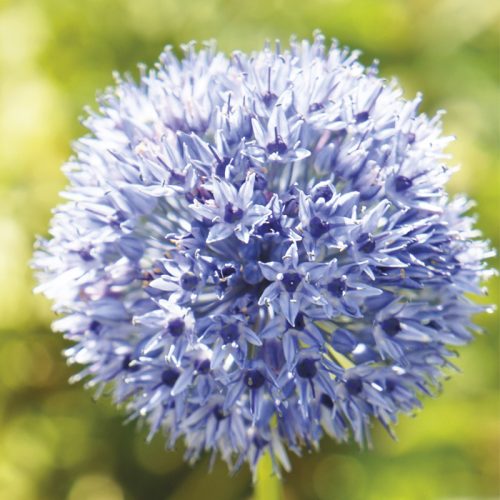 Allium caeruleum (Azureum) 