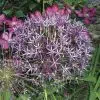 Allium christophii (Albopilosum)