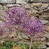 Allium christophii (Albopilosum)