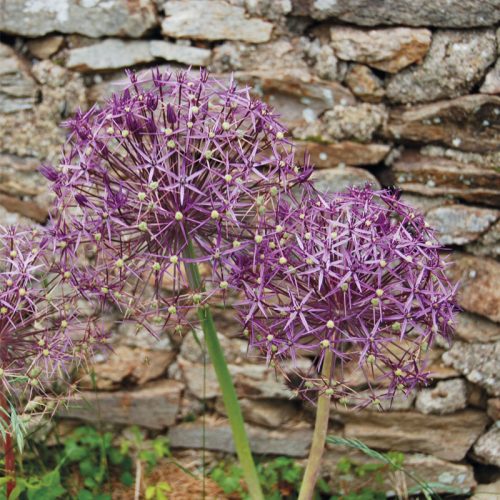 Allium christophii (Albopilosum)