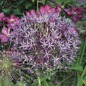 Allium christophii (Albopilosum)