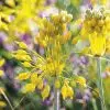 Allium flavum