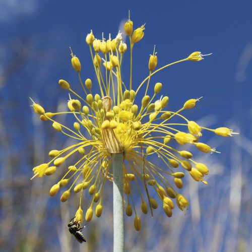 Allium flavum