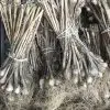 Allium flavum