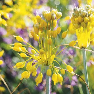 Allium flavum