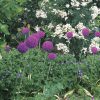 Allium giganteum
