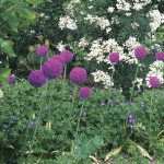 Allium giganteum
