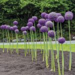 Allium giganteum
