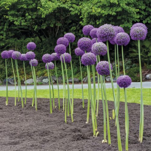 Allium giganteum