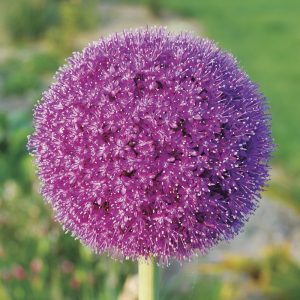 Allium giganteum