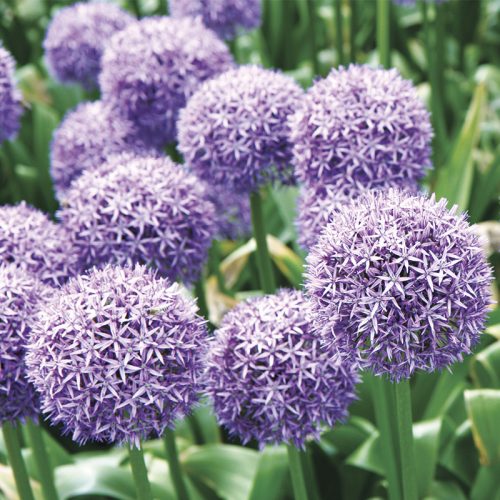 Allium Globemaster