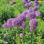 Allium Globemaster