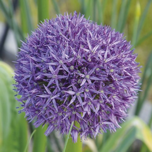 Allium Globemaster