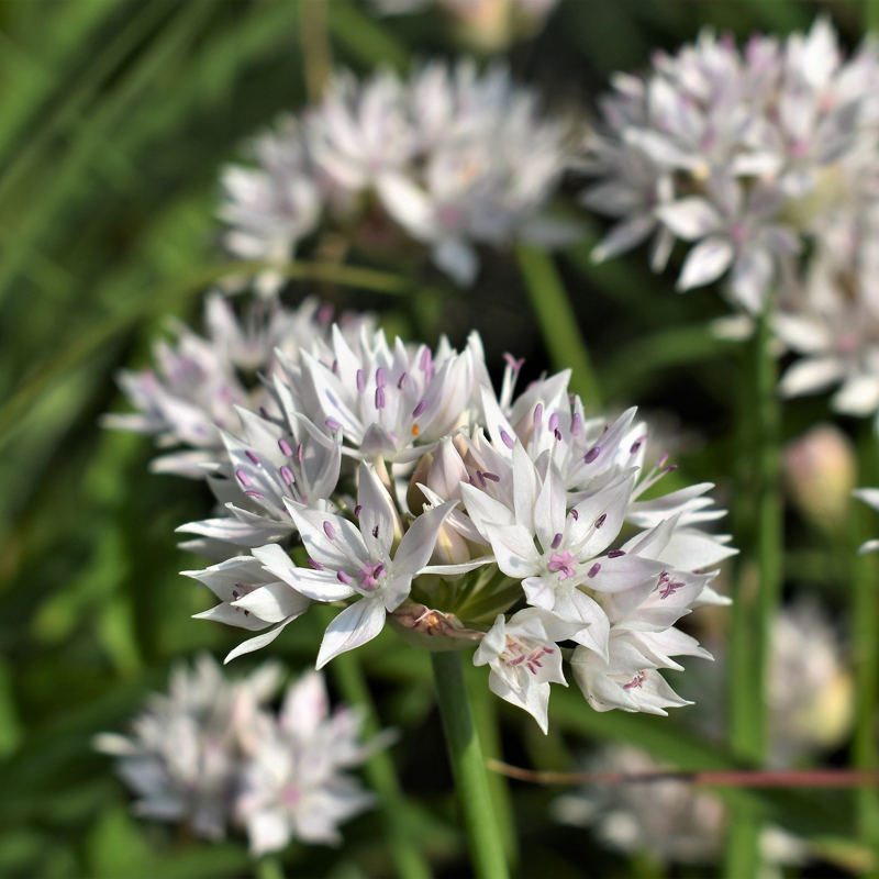 Allium amplectens Graceful