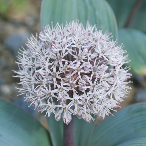 Allium karataviense