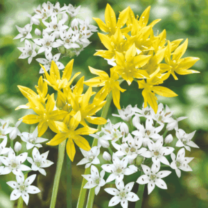 Alliums nains variés