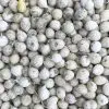 Allium moly