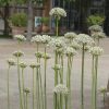 Allium Nigrum (Multibulbosum)