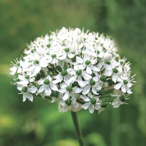 Allium Nigrum (Multibulbosum)