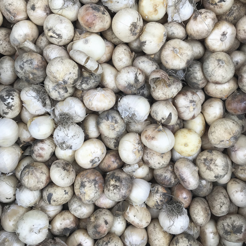 Allium Nigrum (Multibulbosum)