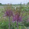 Allium schubertii