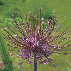 Allium schubertii