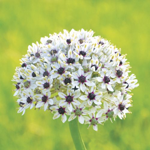 Allium Silver Spring