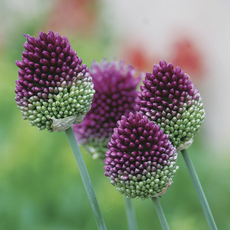 Allium sphaerocephalum