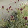 Allium sphaerocephalum