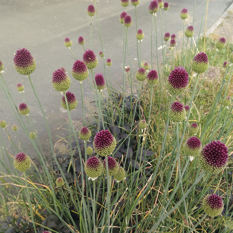 Allium sphaerocephalum