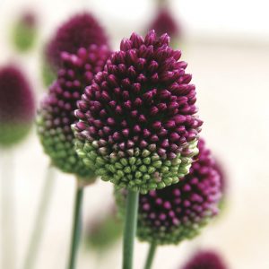 Allium sphaerocephalum