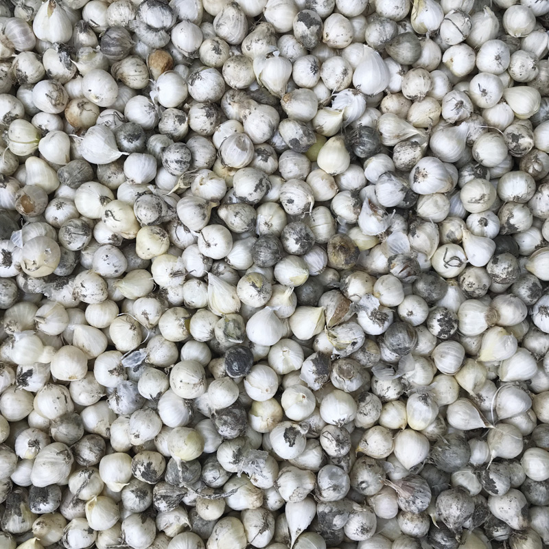 Allium sphaerocephalum