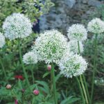 Allium stipitatum Mount Everest Fleurs de France