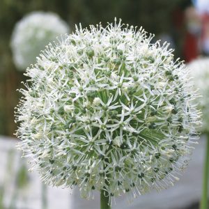 Allium stipitatum Mount Everest