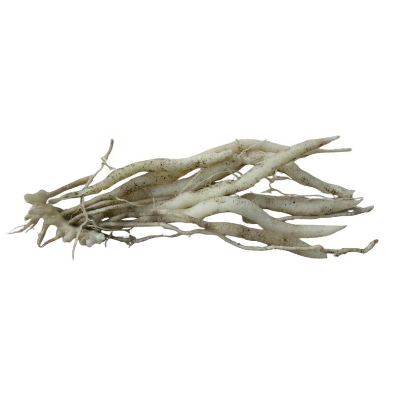 Alstrœmère nain Venus