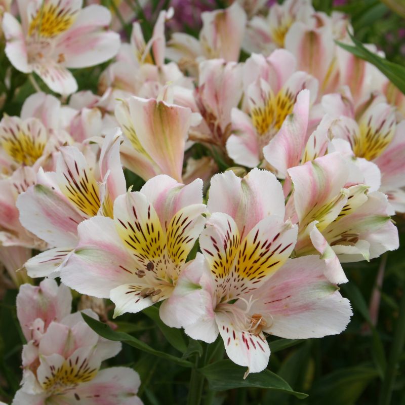 Alstrœmère nain Venus