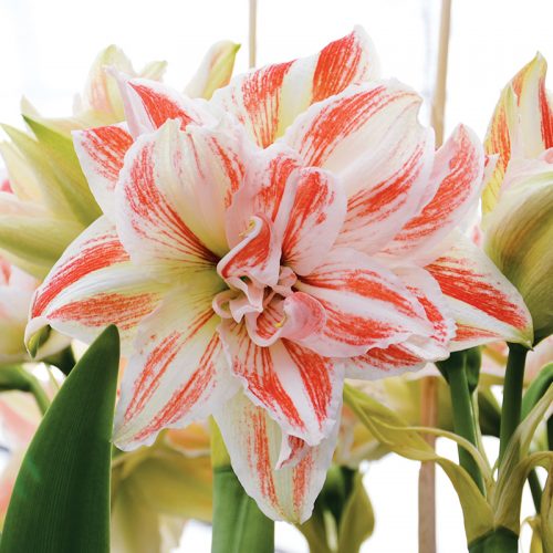 Amaryllis Double Dancing Queen