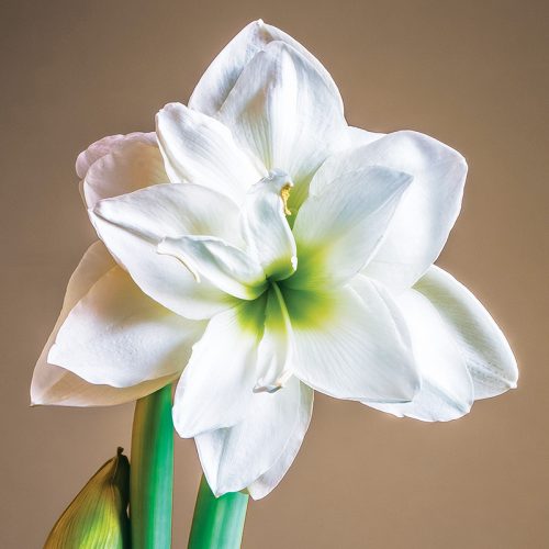 Amaryllis Double Ice Queen