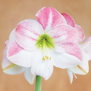 Amaryllis Simple Apple Blossom