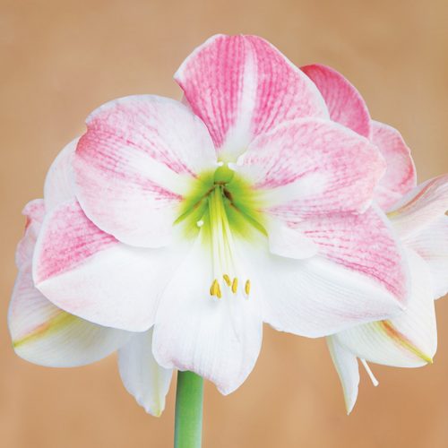 Amaryllis Simple Apple Blossom