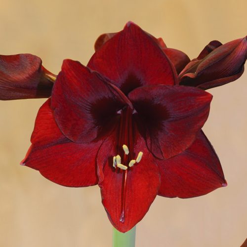 Amaryllis Simple Benfica