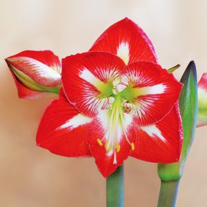 Amaryllis Simple Minerve