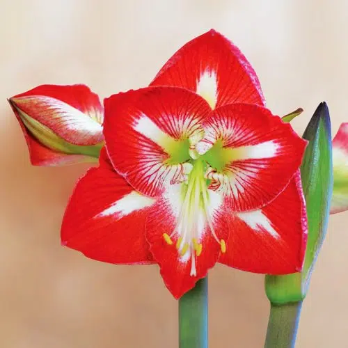 Amaryllis Simple Minerve