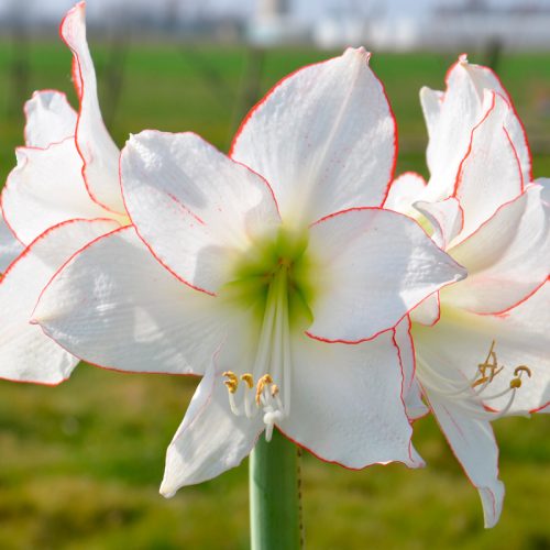 Amaryllis Simple Picotée