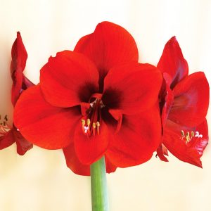 Amaryllis Simple Red Lion