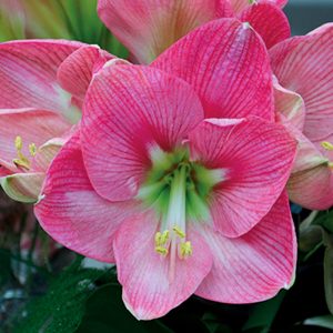 Amaryllis Simple Susan