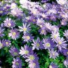 Anemone blanda Blue Shades