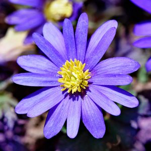 Anemone blanda Blue Shades