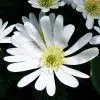 Anemone blanda White Splendour
