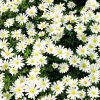 Anemone blanda White Splendour